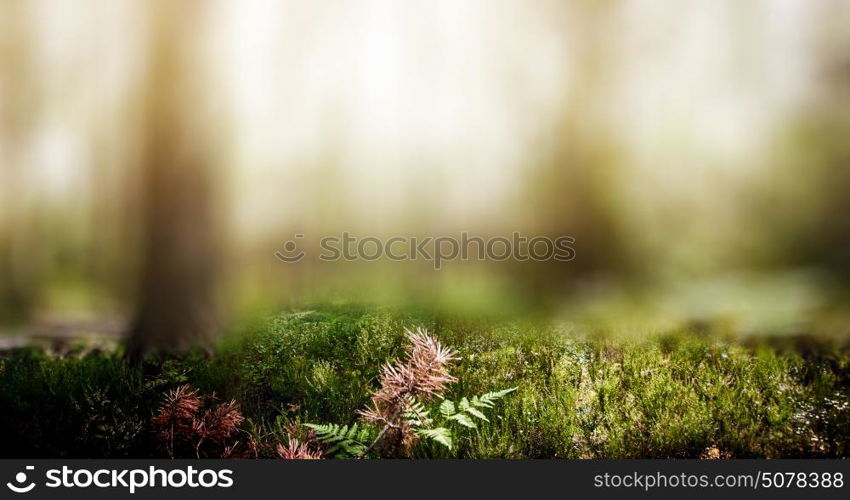 Wild trees in forest. Summer green landscape. Wild trees in forest