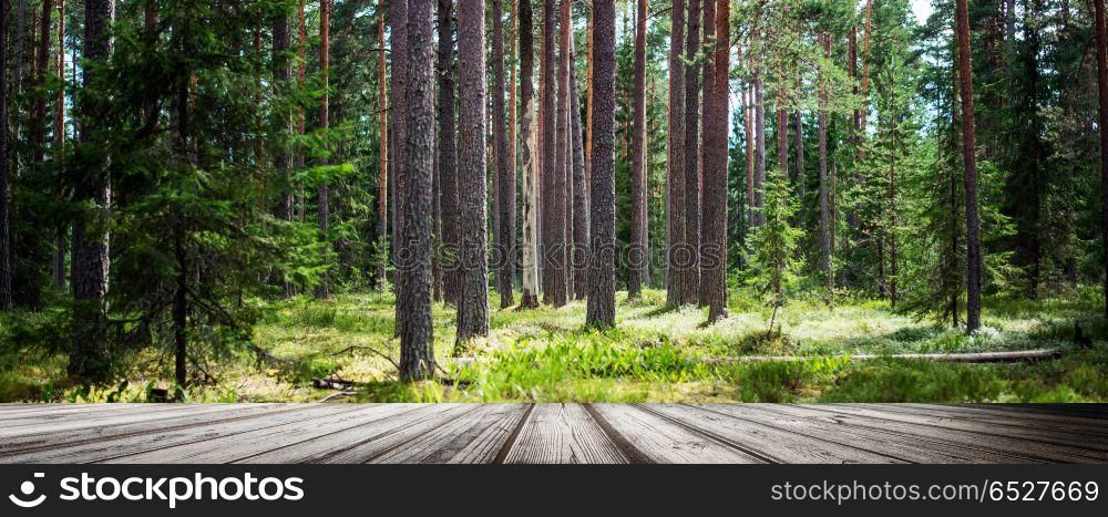 Wild trees in forest. Summer green landscape. Wild trees in forest. Wild trees in forest