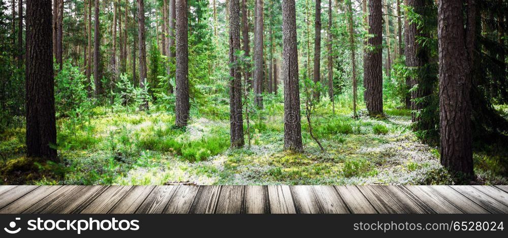 Wild trees in forest. Summer green landscape. Wild trees in forest. Wild trees in forest