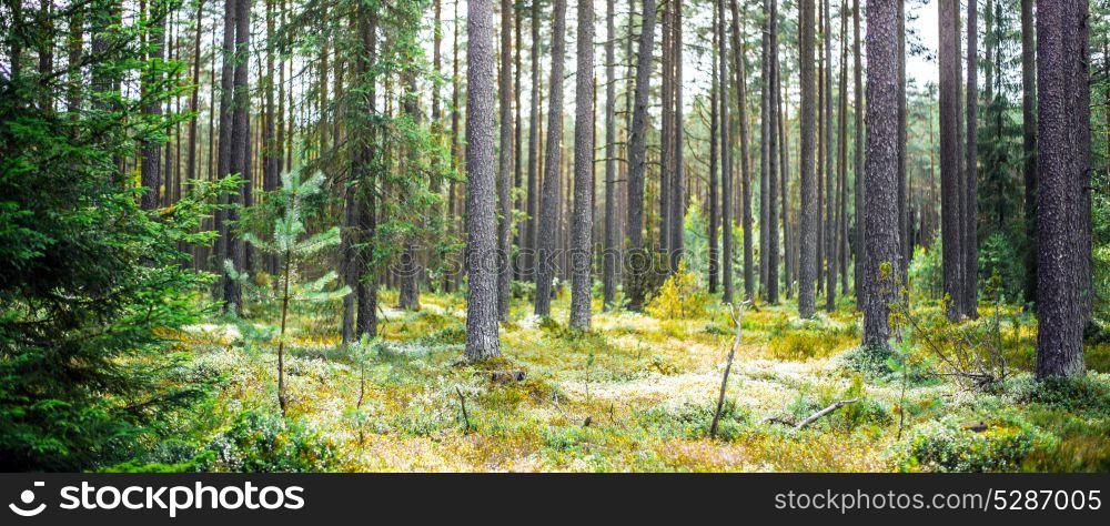 Wild trees in forest. Wild trees in forest. Summer green landscape. Wild trees in forest