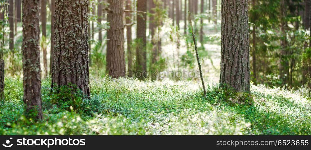Wild trees in forest. Wild trees in forest. Summer green landscape. Wild trees in forest
