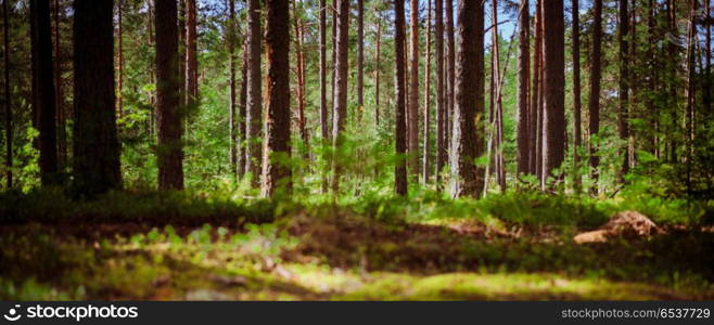 Wild trees in forest. Wild trees in forest. Summer green landscape. Wild trees in forest