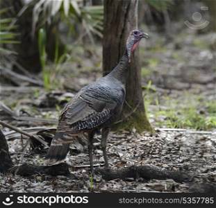 Wild Turkey Hen In Florida Woods