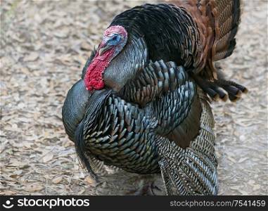 Wild Turkey Male with Tail Feathers Displayed in the forest