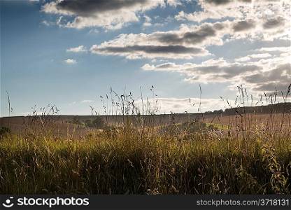 Wild verge landscape with blue sky countryside background