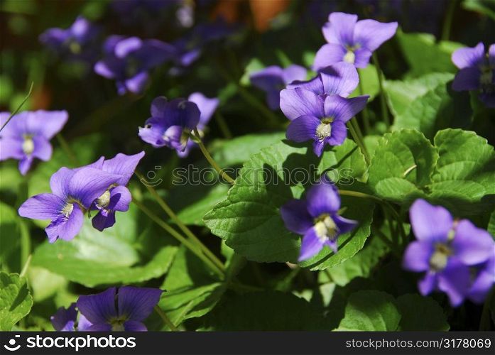 Wild violets blooming in late spring close up