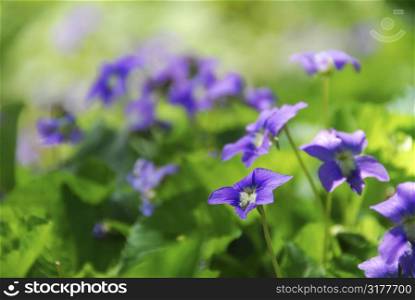 Wild violets growing in a spring garden