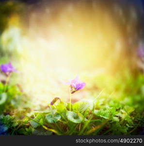 Wild violets on blurred multicolored nature garden background