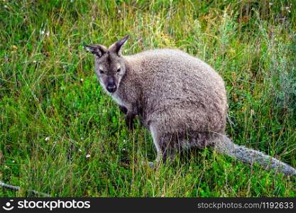 Wild wallaby hopping in bushes in Tasmania, Australia.