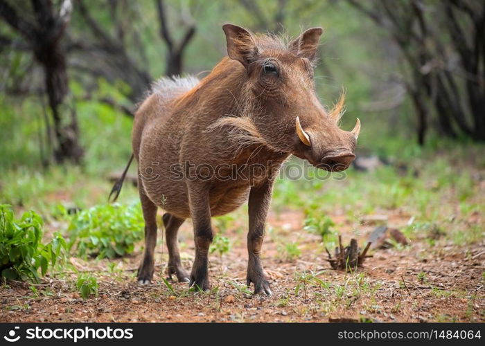 Wild Warthog in a South African game reserve