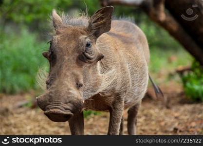 Wild Warthog in a South African game reserve
