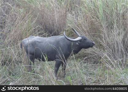 Wild water buffalo in tall grass land