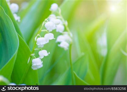 Wild white flowers lily of the valley macro shot