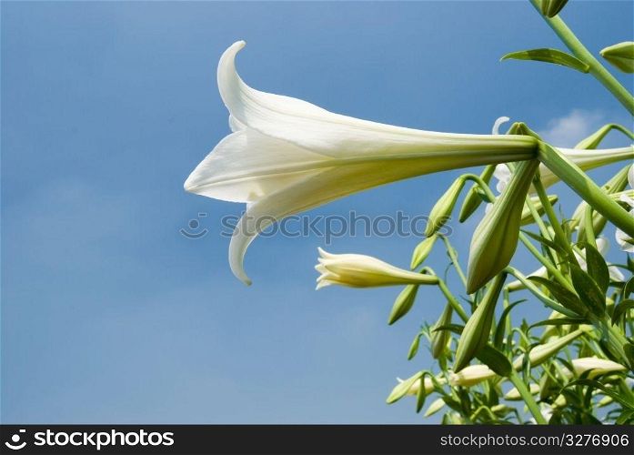 wild white lily under sunlight with fresh blue sky