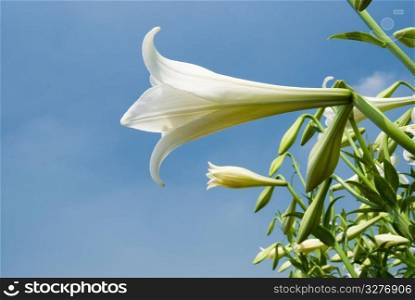 wild white lily under sunlight with fresh blue sky