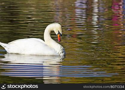 Wild white swan floating on the river. Swan River