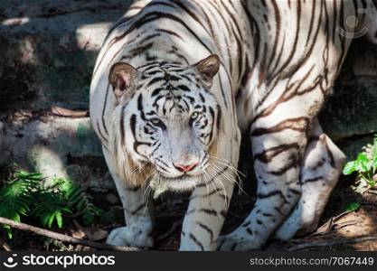 wild white tiger at the zoo