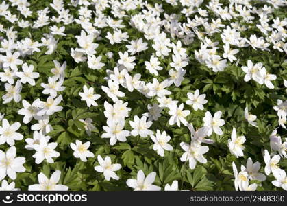 Wild wood anemone in Duivenvoorde in Voorschoten, Netherlands.