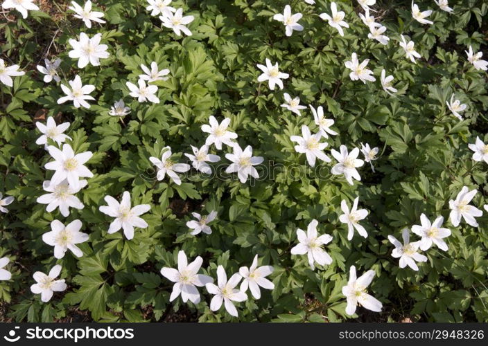 Wild wood anemone in the Paauw in Wassenaar, Netherlands.