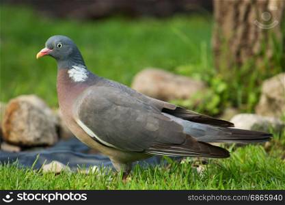 Wild Wood pigeon (Columba palumbus) standing on meadow in summer.Close view with clearly visible details of plumage, beak and eyes.Horizontal view.Poland.