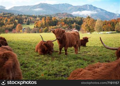 wild yaks in the pasture and mountains in the background