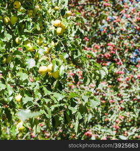 wild yellow and red apples on trees in forest in summer