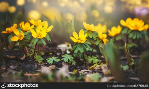 Wild yellow buttercup flowers , springtime outdoor nature