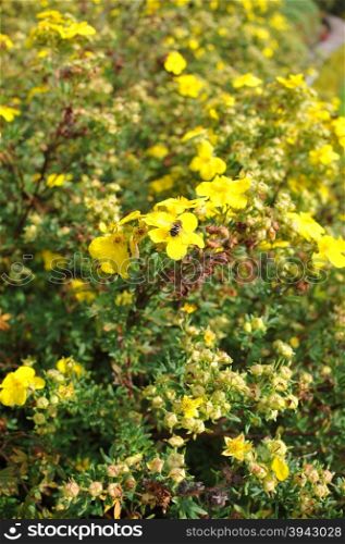 Wild yellow flowers
