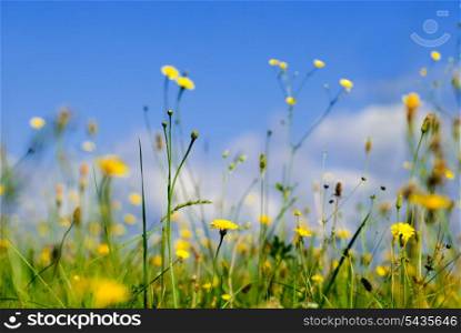 Wild yellow flowers and blue sky from low point of view, shallow deep of field