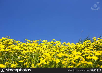 Wild yellow flowers and blue sky, shallow deep of field