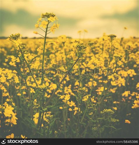 Wild yellow flowers on the summer meadow, abstract environmental backgrounds with faded colors