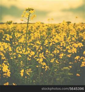 Wild yellow flowers on the summer meadow, abstract environmental backgrounds with faded colors