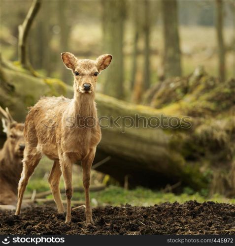 Wild young deer in the spring sunny forest, Klampenborg Denmark