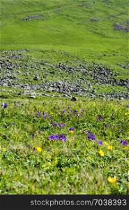 Wildbeautiful flowers blooming in wilderness landscape