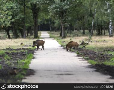 wildboar ,Sus scrofa, in the national park the veluwezoom in holland in natural forest habitat