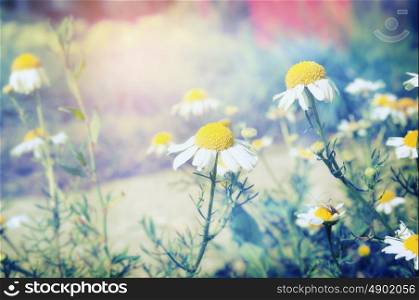Wilde daisies in park or garden, toned
