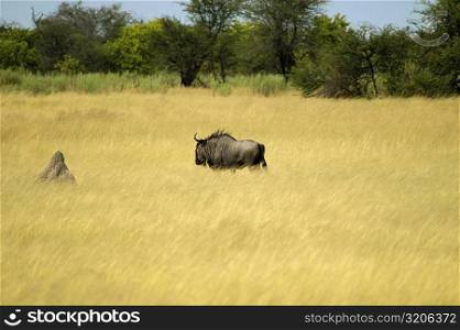 Wildebeest (Connochaetes taurinus) in a field, Okavango Delta, Botswana