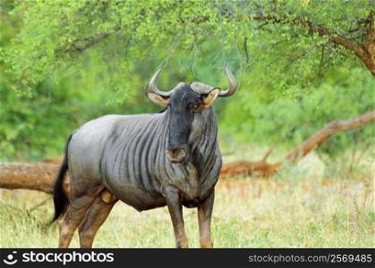 Wildebeest (Connochaetes taurinus) in a forest, Makalali Game Reserve, South Africa