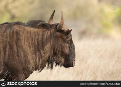 Wildebeest, Connochaetes taurinus or blue wildebeest, Kruger National Park, South Africa