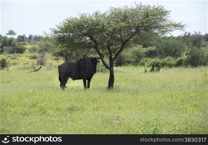 wildebeest in kruger national park south africa