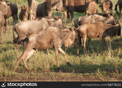 Wildebeest in the Ngorongoro Crater in Tanzania start running after getting a fright.