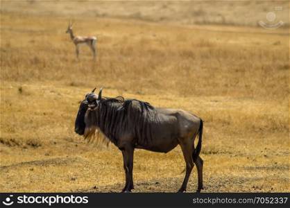 Wildebeest isolate in the savannah . Wildebeest isolate in the savannah of the Ngorongoro crater in Tanzania