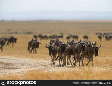 Wildebeest Migration, Maasai Mara, Africa