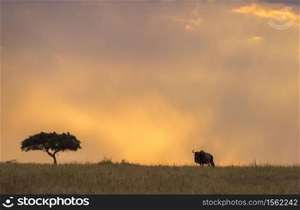 Wildebeest silhouette with tree Maasai Mara National Reserve, Kenya, Africa