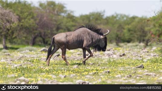Wildebeest walking the plains of Etosha National Park, Namibia