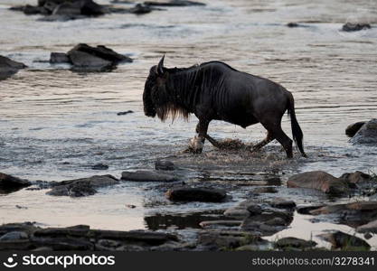 Wildebeest wildlife in Keyna