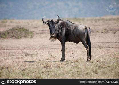 Wildebeest wildlife in Keyna