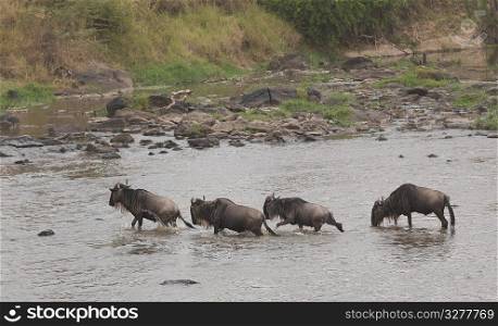 Wilderbeast Great Migration river crossing in Kenya Africa