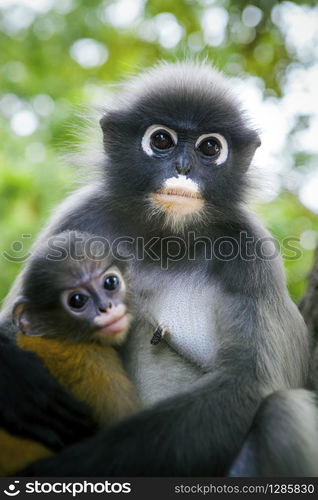 wilderness dusky leaf monkey and baby in hug