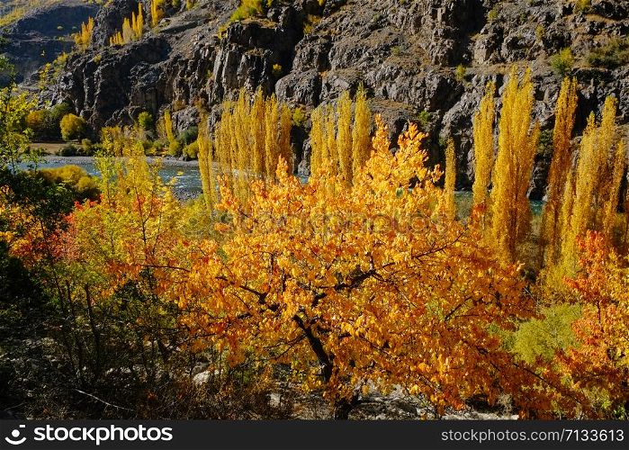 Wilderness forest yellow and orange leaves trees in autumn season. Gupis valley Ghizer, Gilgit Baltistan, Pakistan.